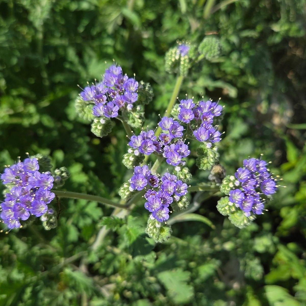 Phacelia congesta (Blue Curls)