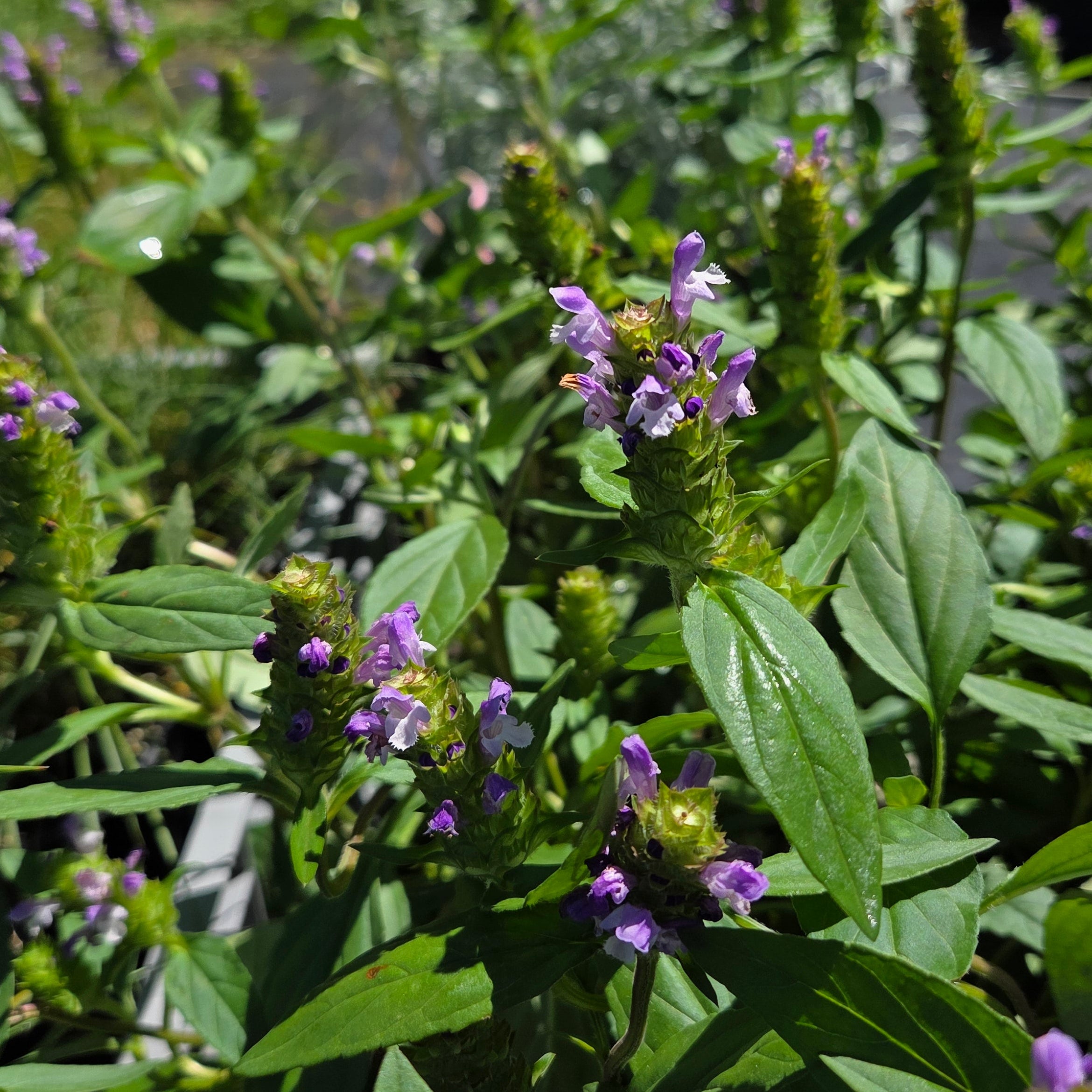 Prunella vulgaris (Common Selfheal)