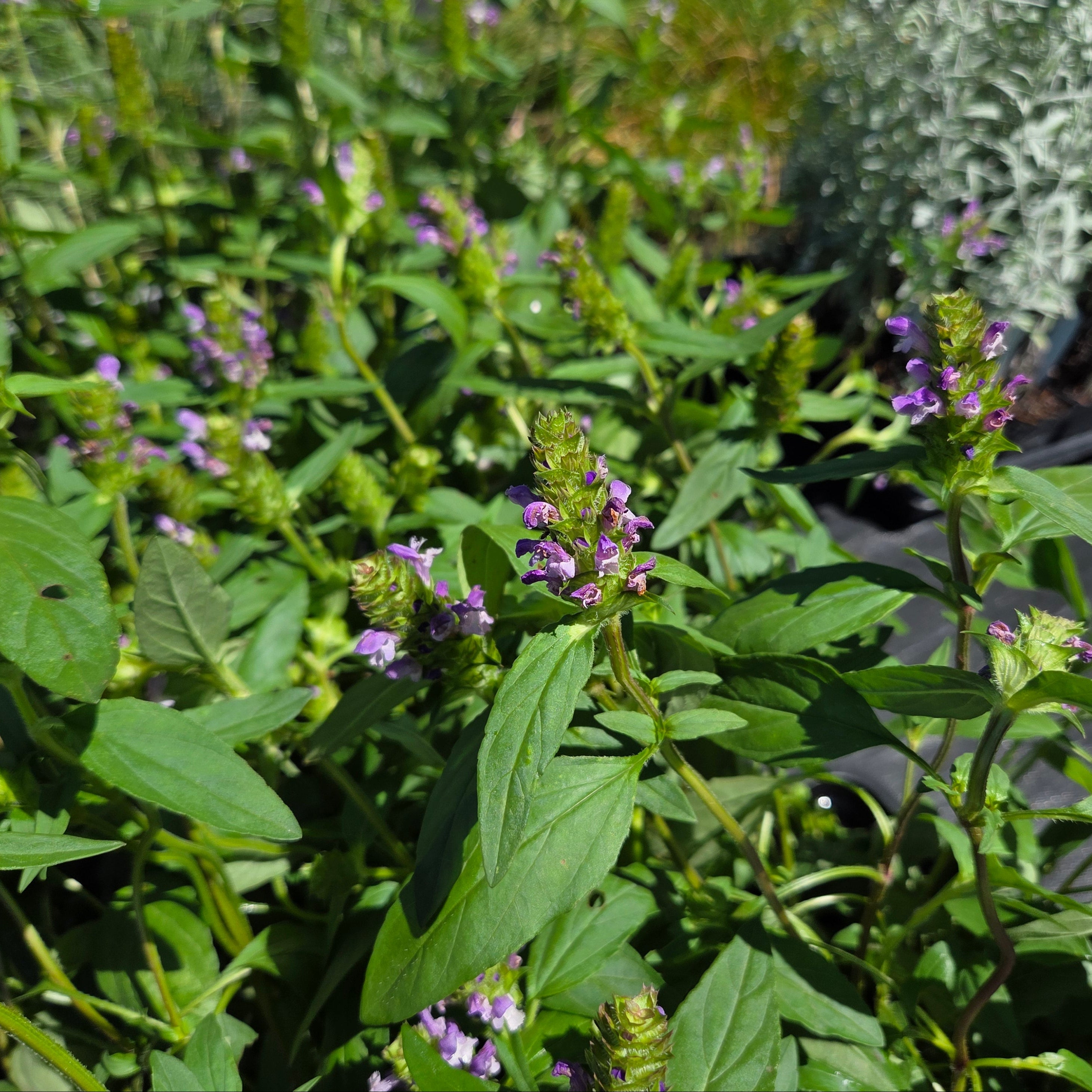Prunella vulgaris Common Selfheal