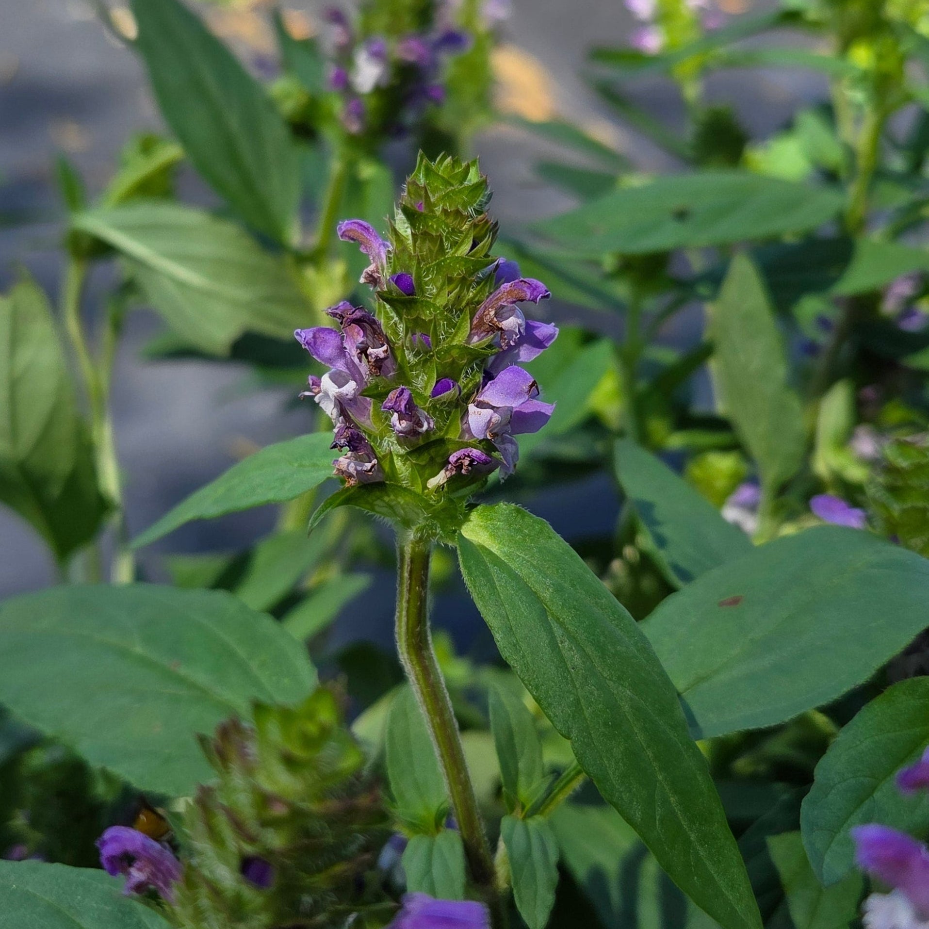 Prunella vulgaris Common Selfheal