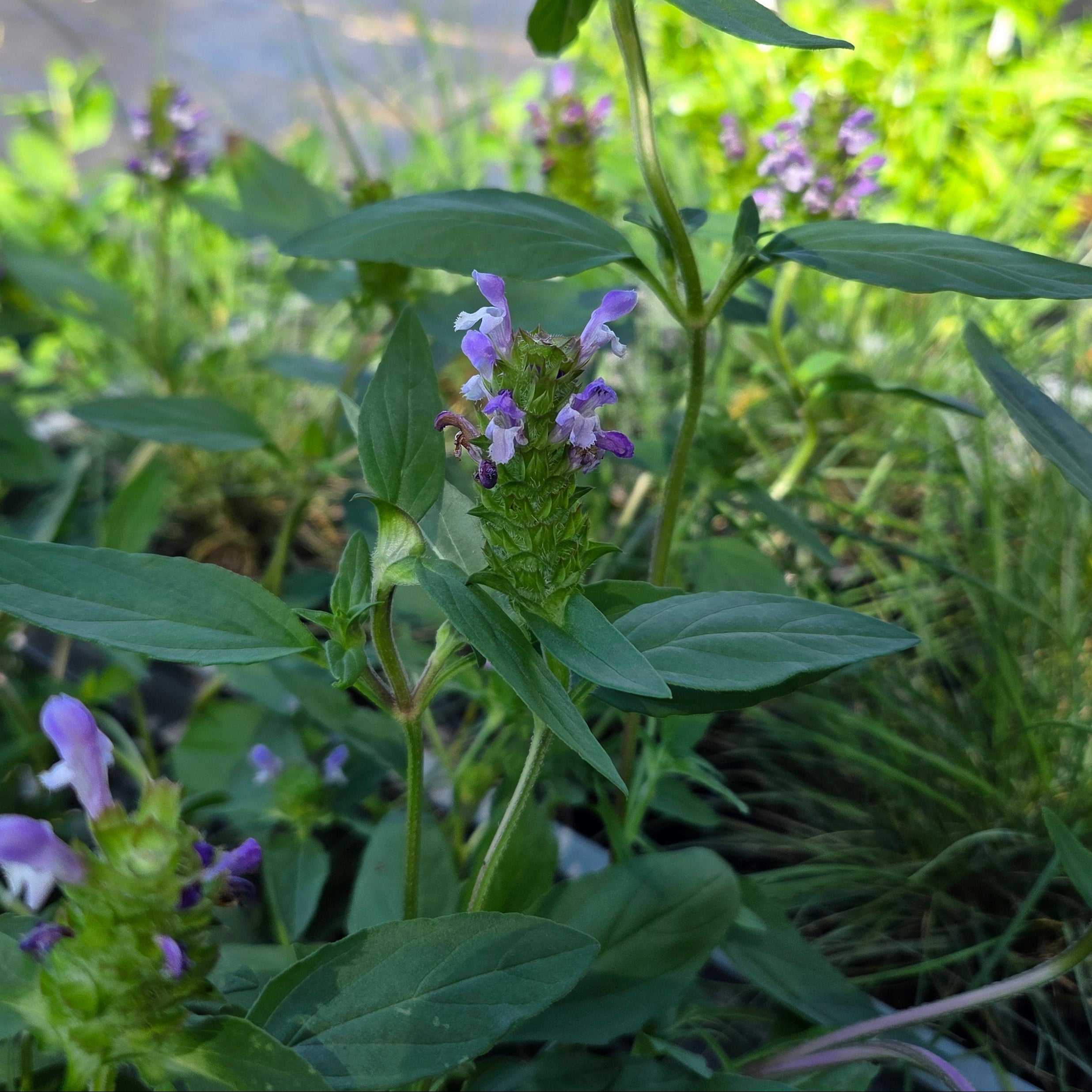 Prunella vulgaris Common Selfheal