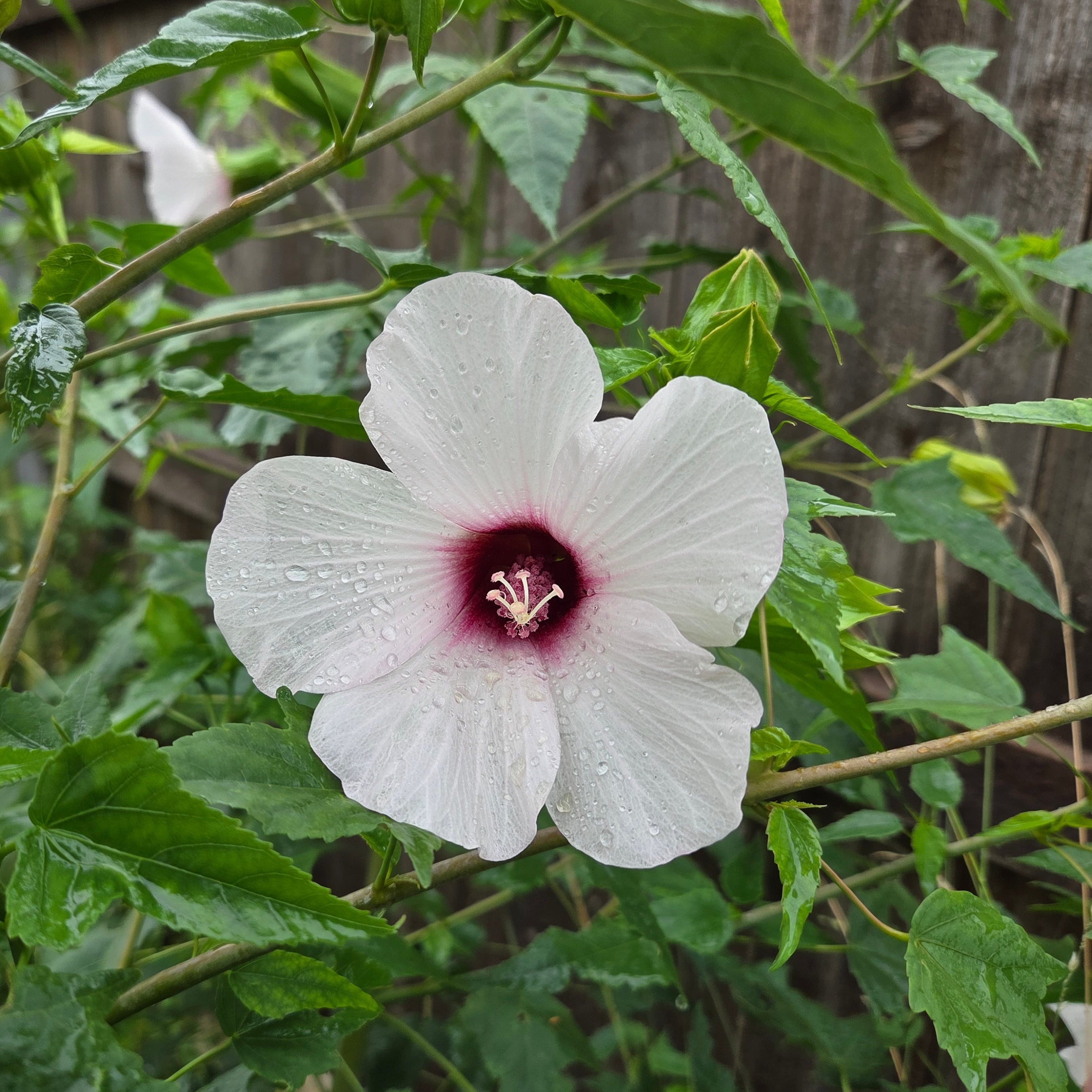 Hibiscus laevis (Halberdleaf Hibiscus)