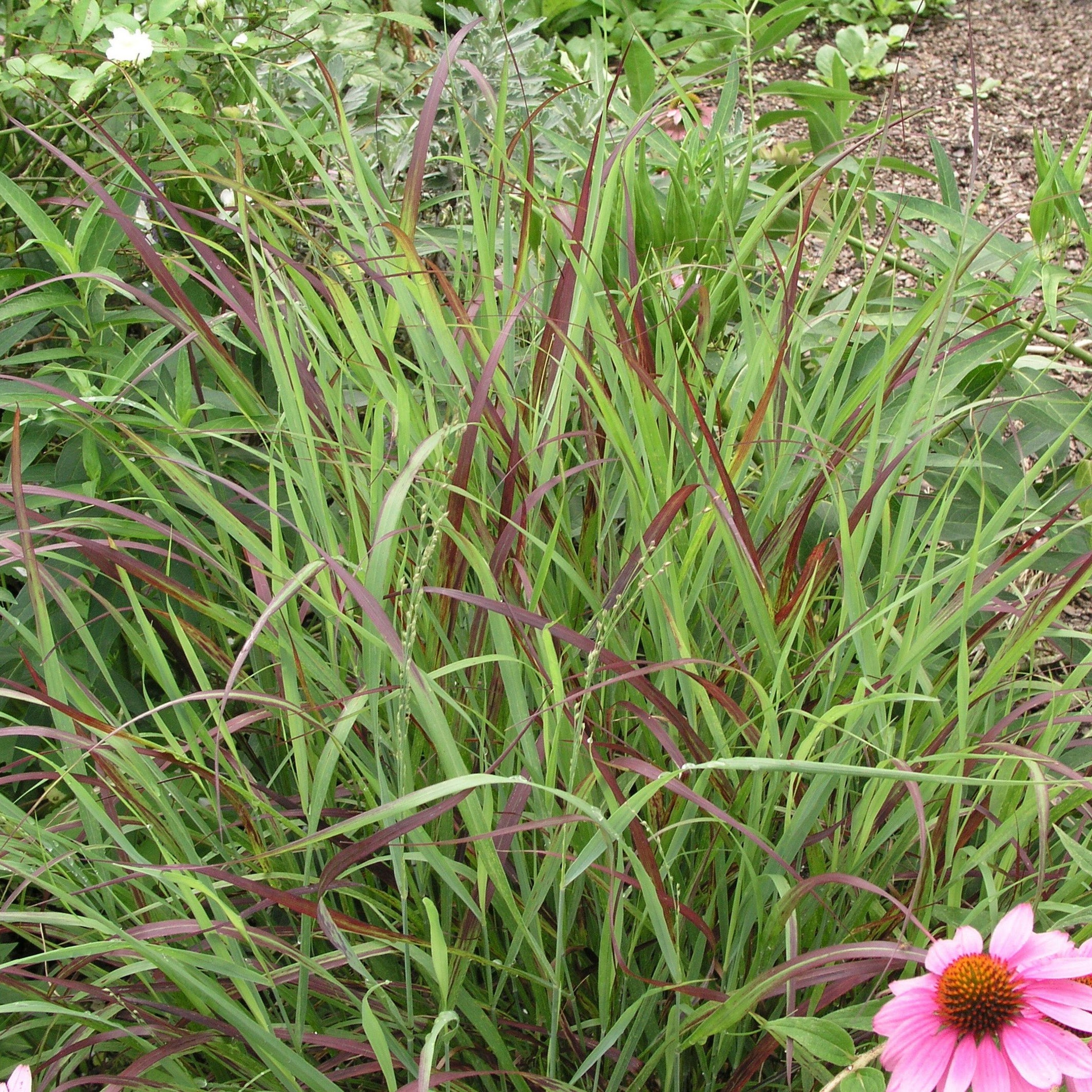 Panicum virgatum (Switchgrass 'Shenandoah')