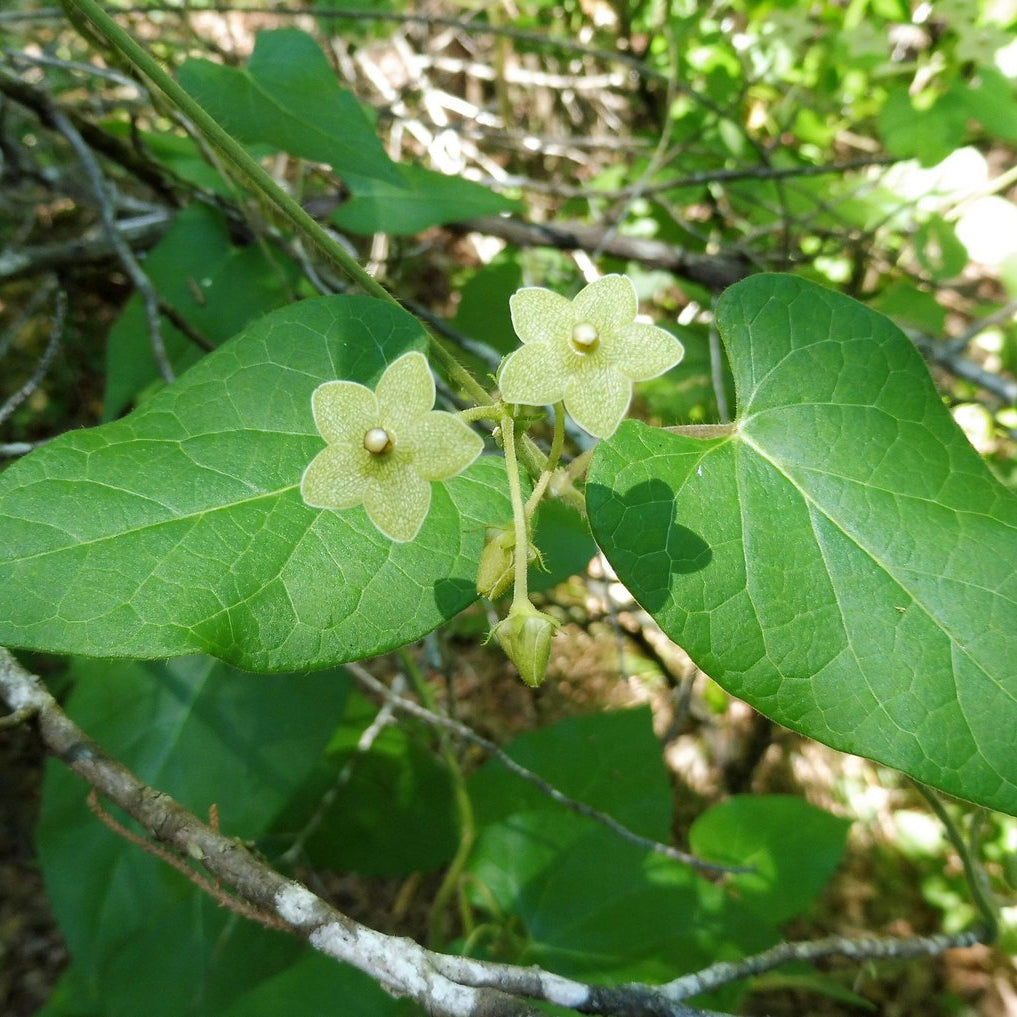 Matelea reticulata (Pearl Milkweed Vine)