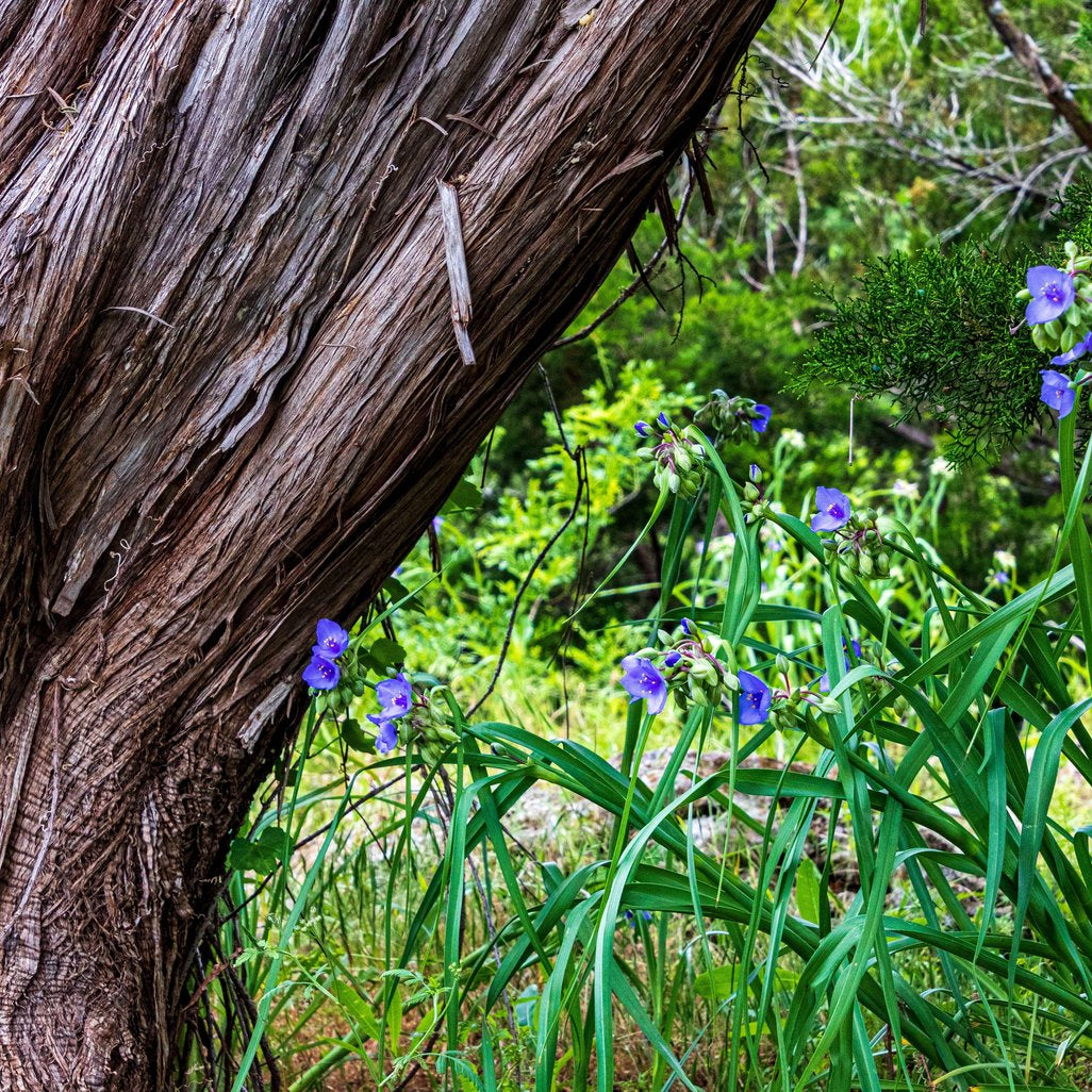 Tradescantia occidentalis (Prairie Spiderwort)