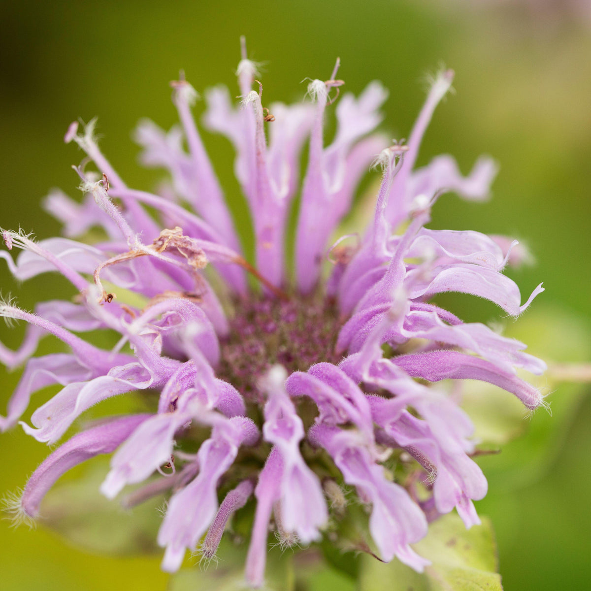 Monarda fistulosa (Wild Bergamot)