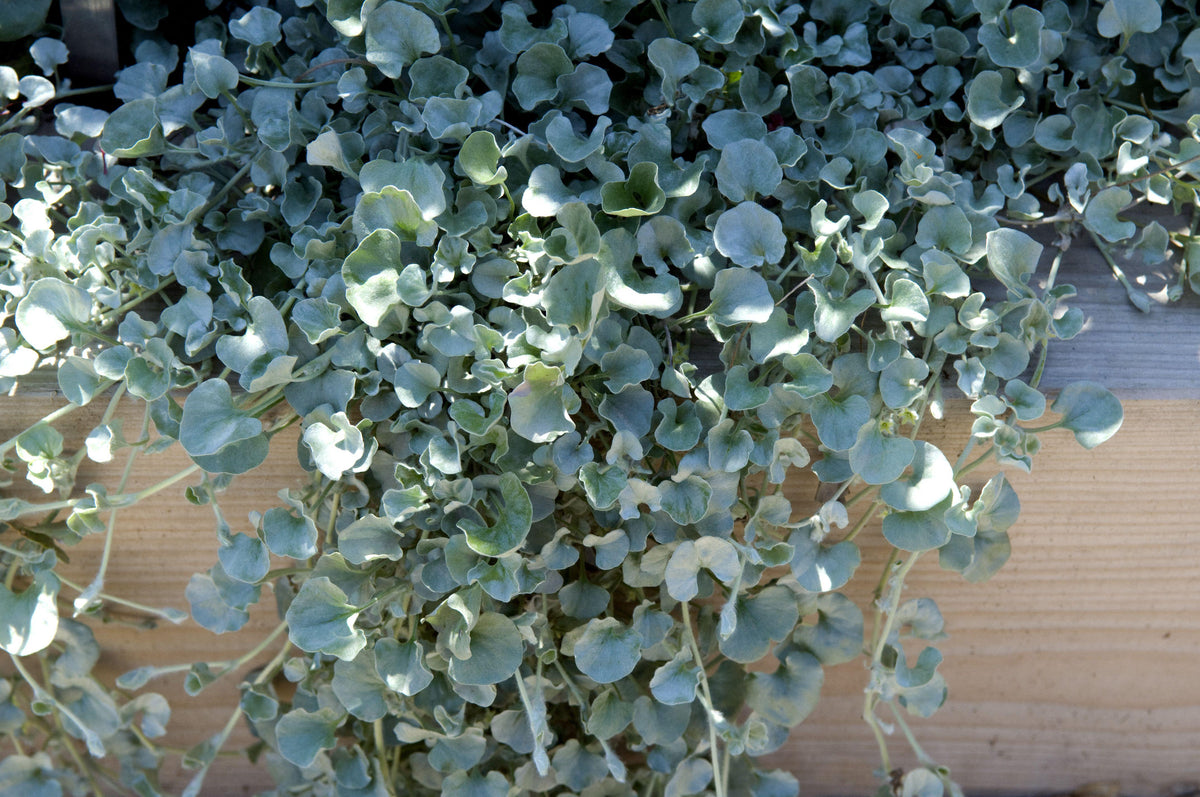 Dichondra argentea Silver Ponyfoot