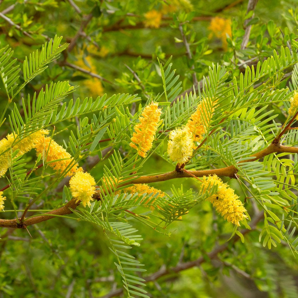 Prosopis glandulosa (Honey Mesquite)