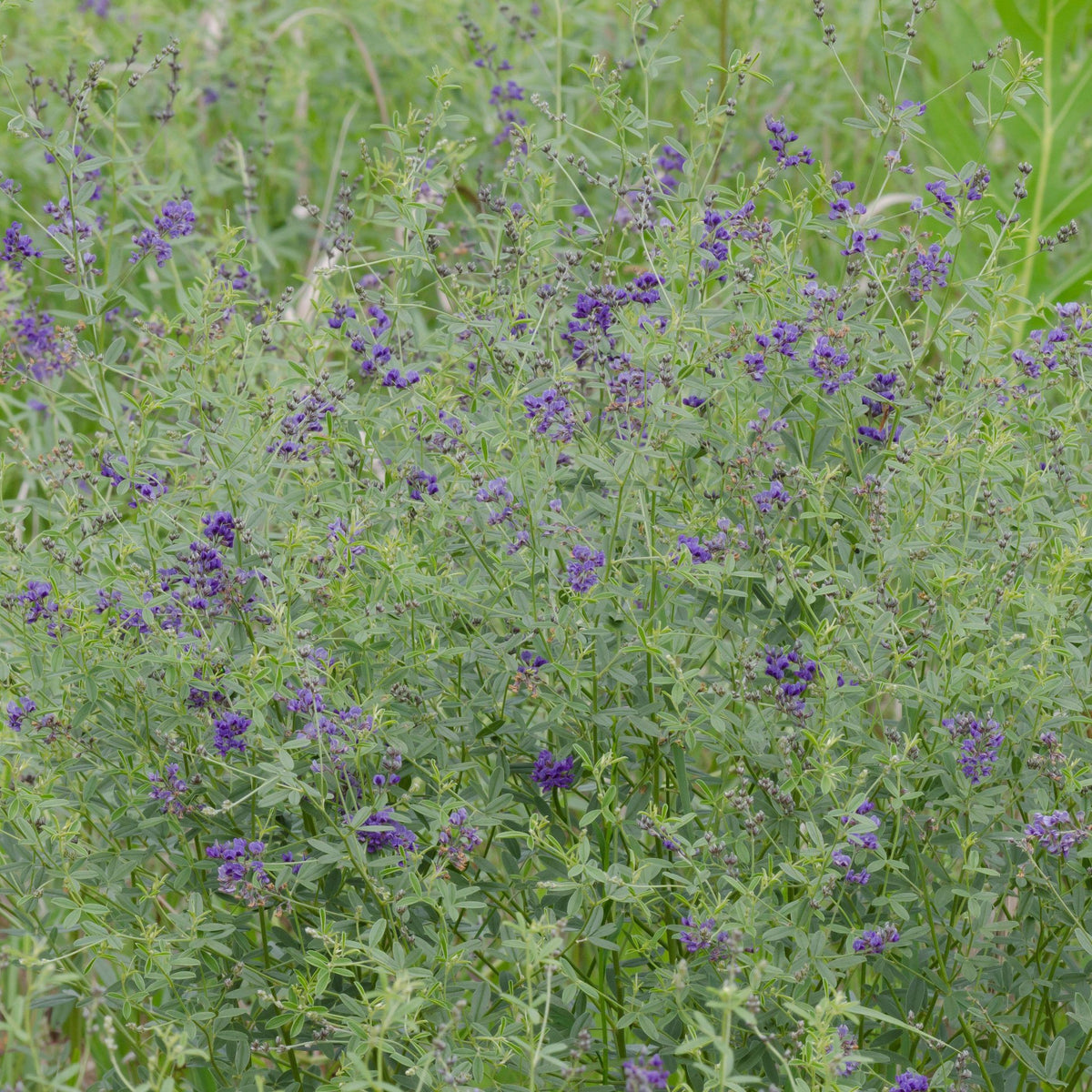 Pediomelum tenuiflorum (Scurfy Pea)
