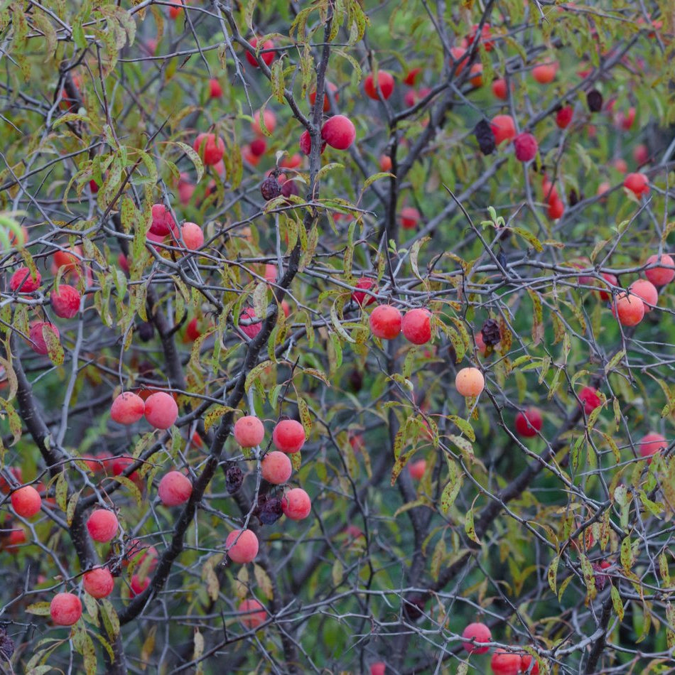 Prunus angustifolia (Chickasaw Plum)