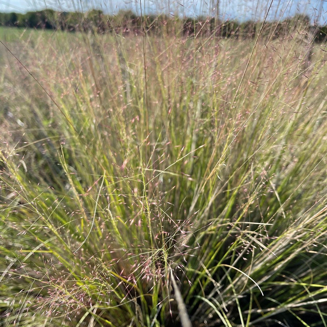 Muhlenbergia reverchonii (Seep Muhly)