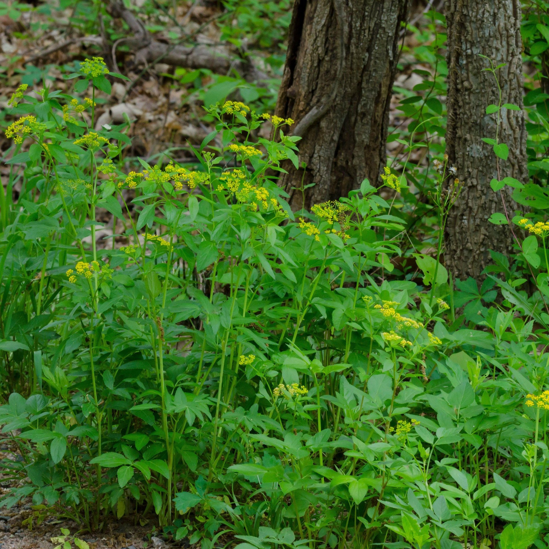 Zizia aurea (Golden Alexanders)