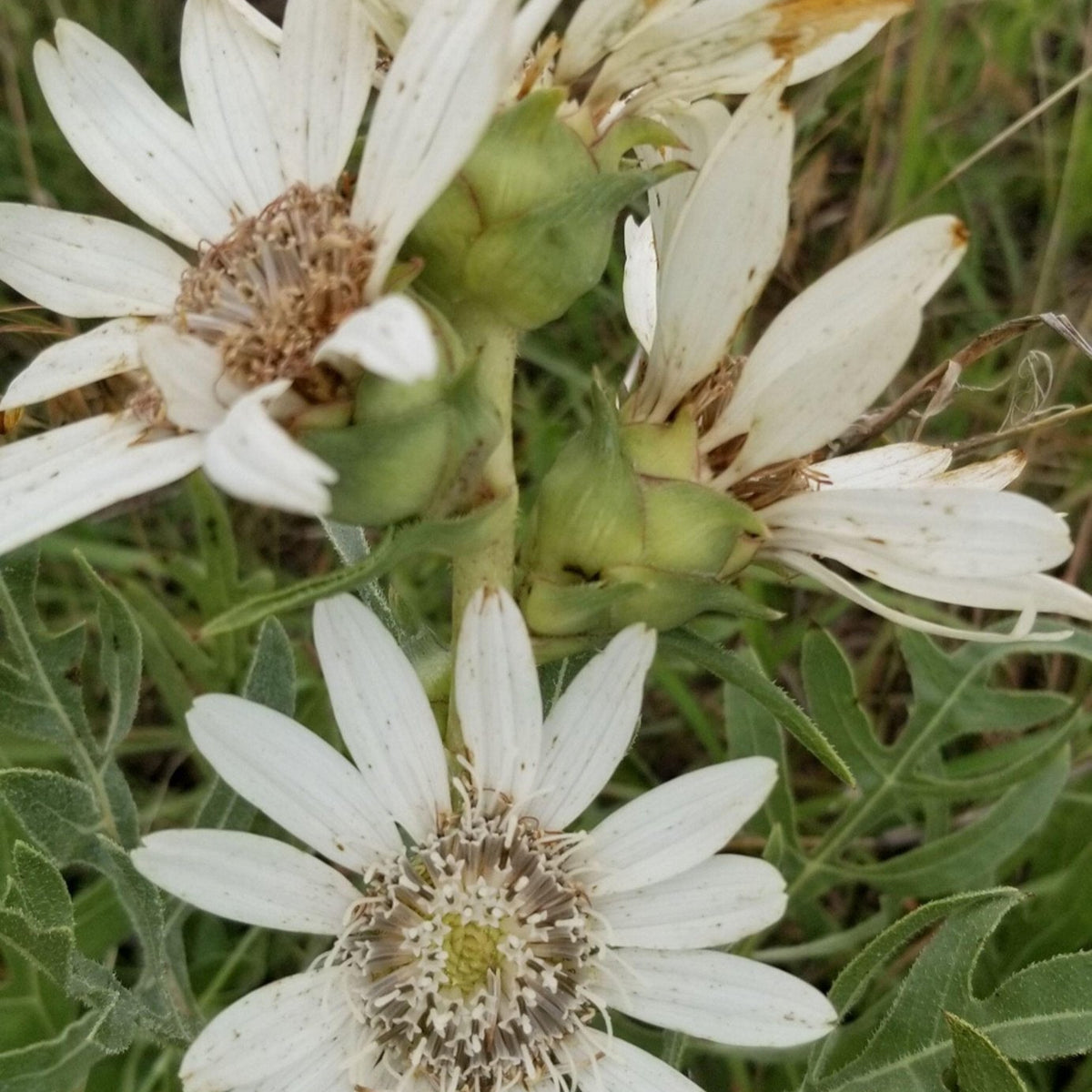 Silphium albiflorum (White Rosinweed)