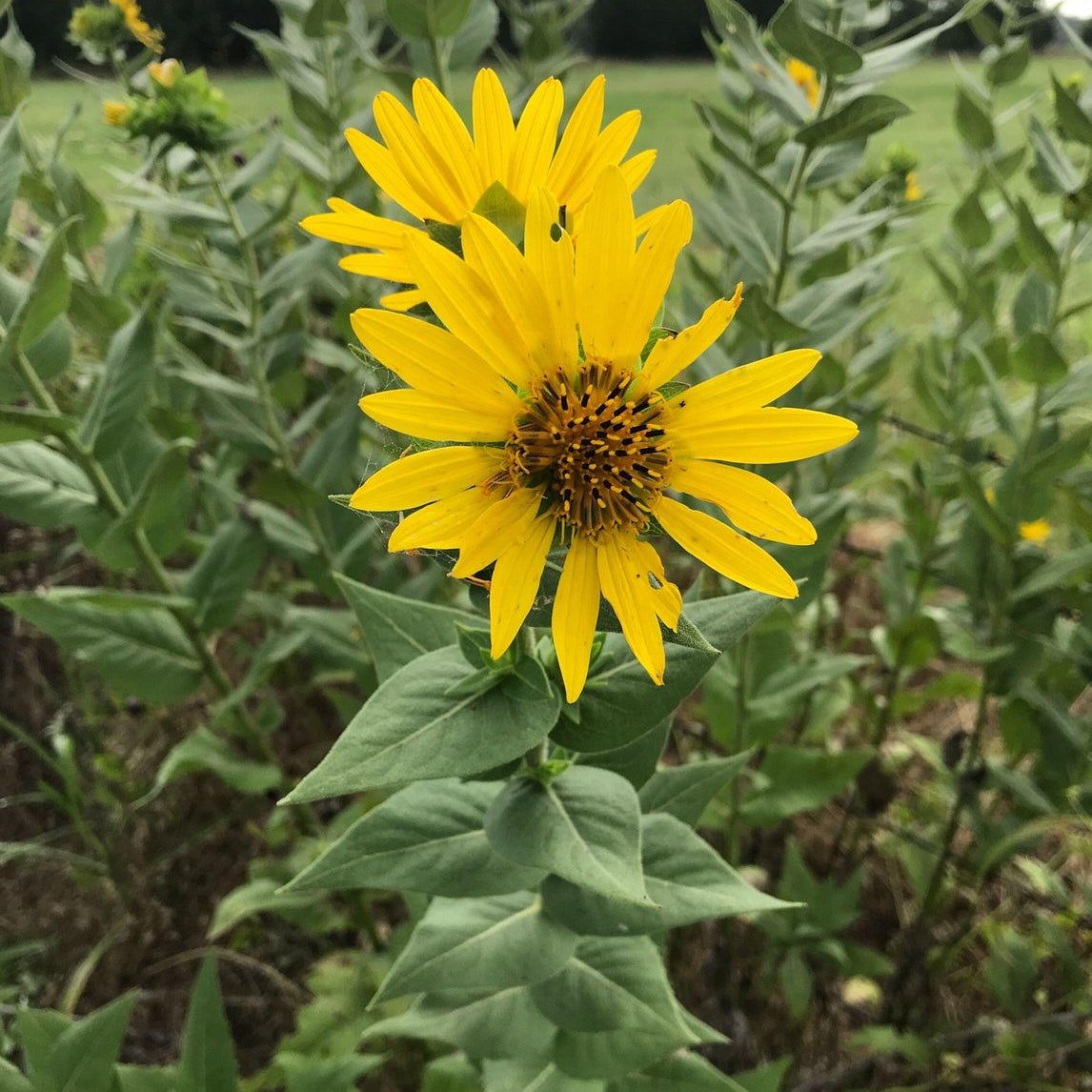 Silphium radula (Roughstem Rosinweed)
