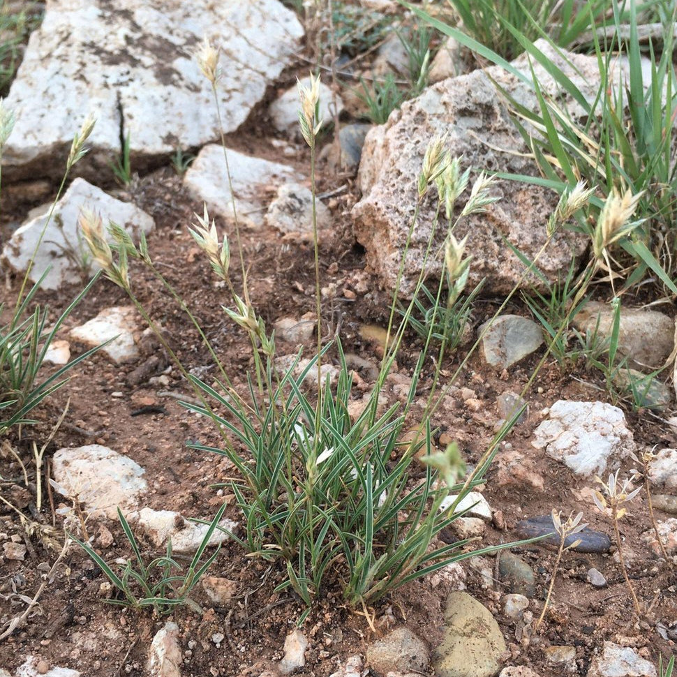 Erioneuron pilosum (Hairy Woollygrass)