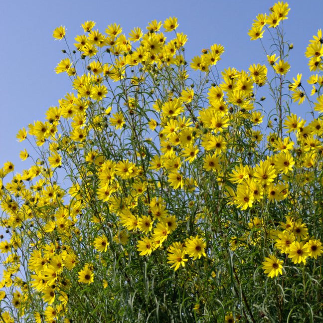 Helianthus salicifolius (Willowleaf Sunflower)