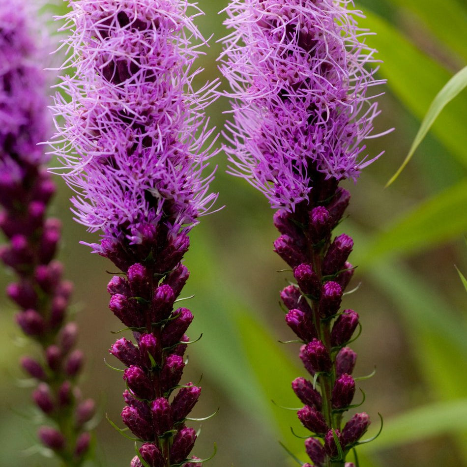 Liatris punctata (Dotted Gayfeather)