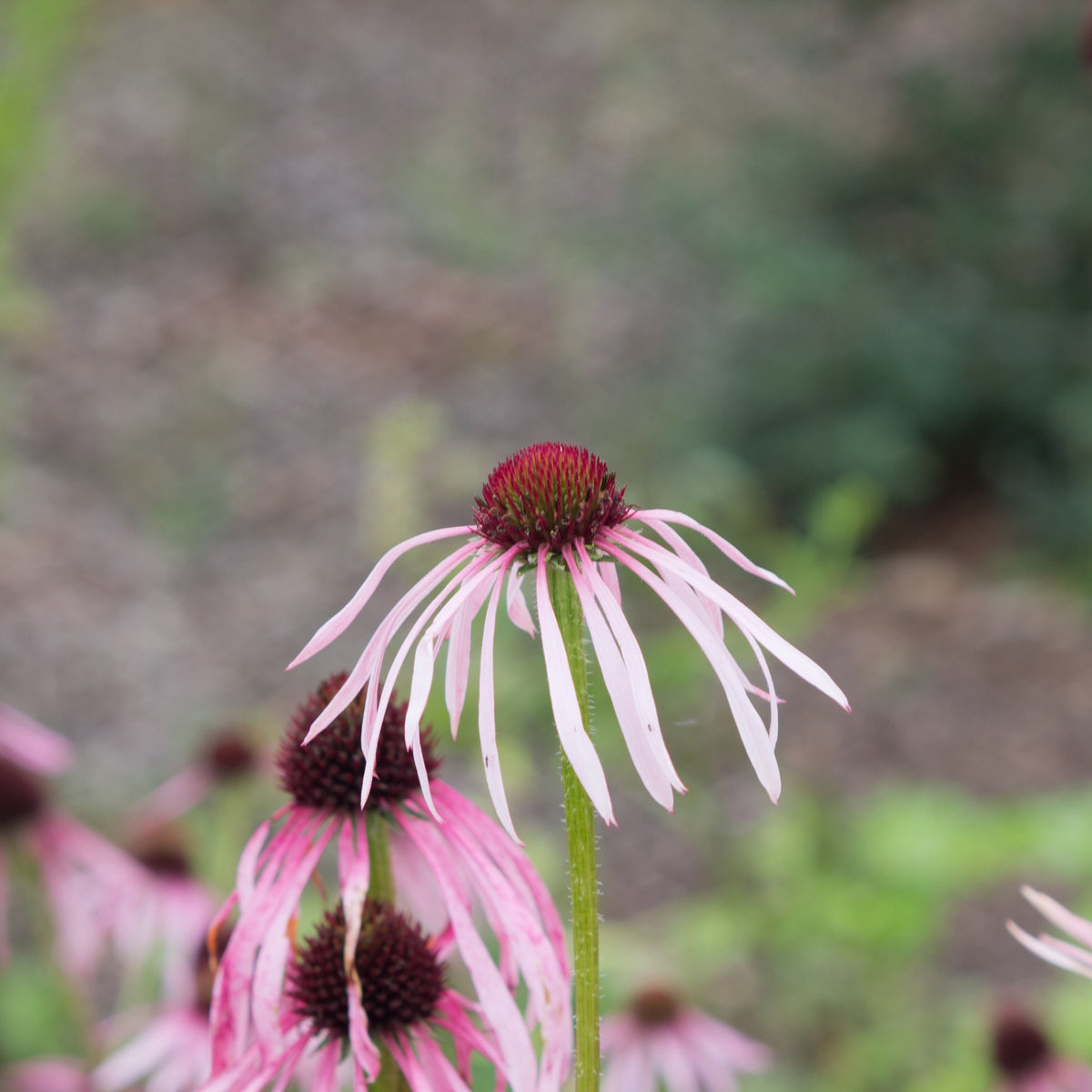 Echinacea angustifolia (Narrow-leaf Coneflower)