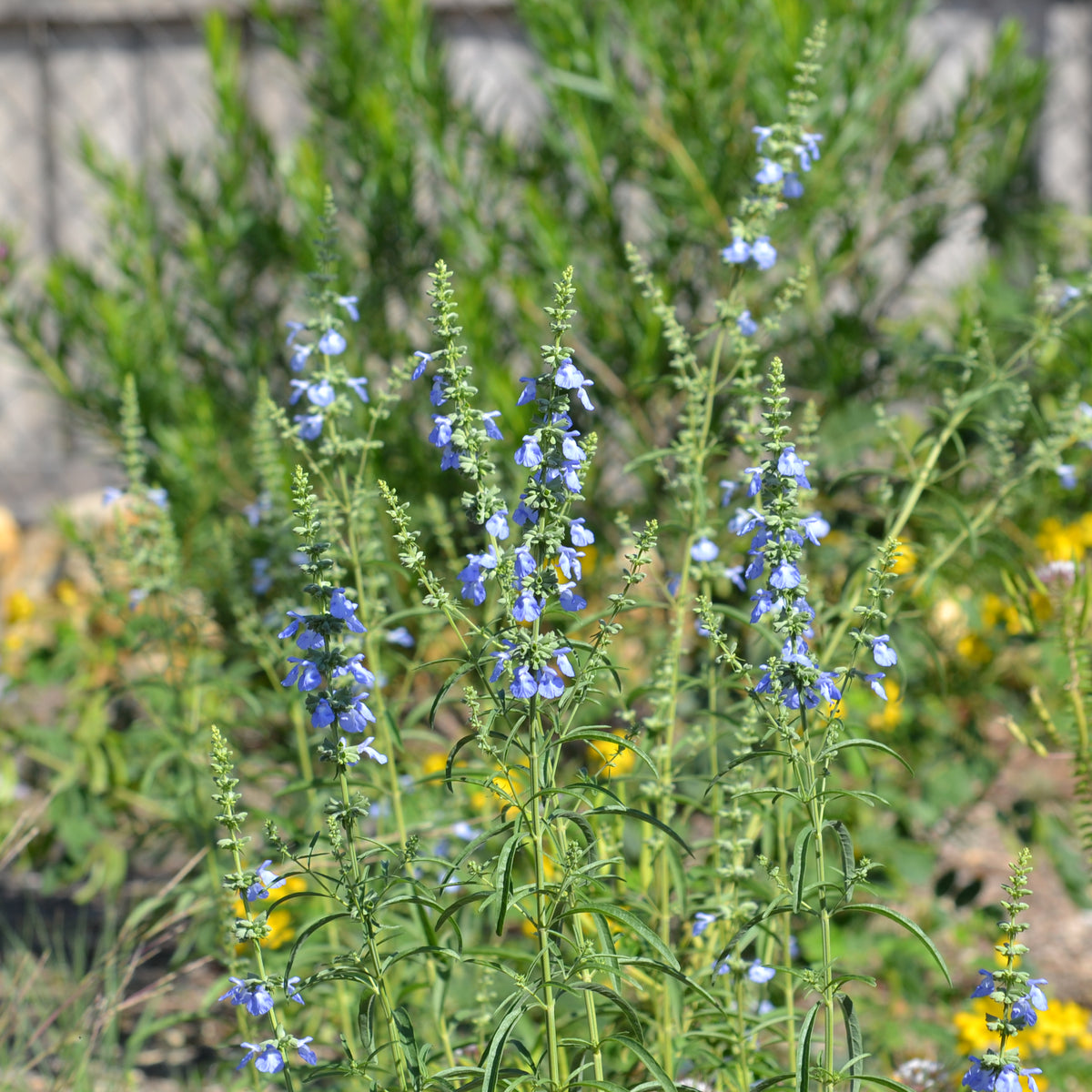 Salvia azurea (Azure Blue Sage)