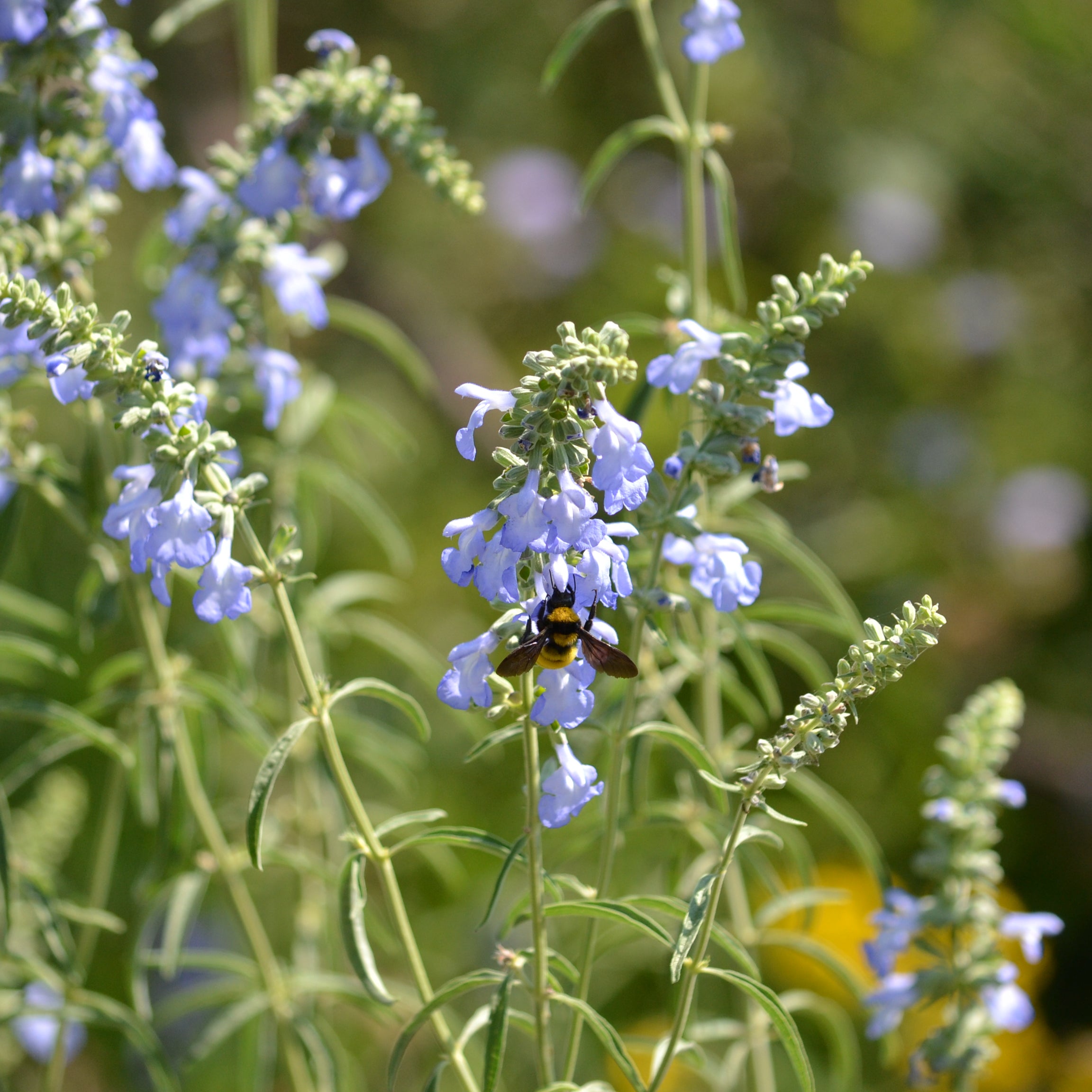 Salvia azurea (Azure Blue Sage)