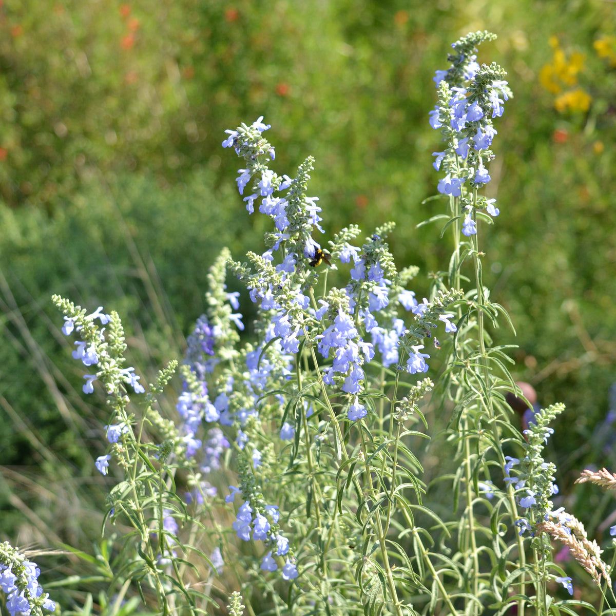 Salvia azurea (Azure Blue Sage)