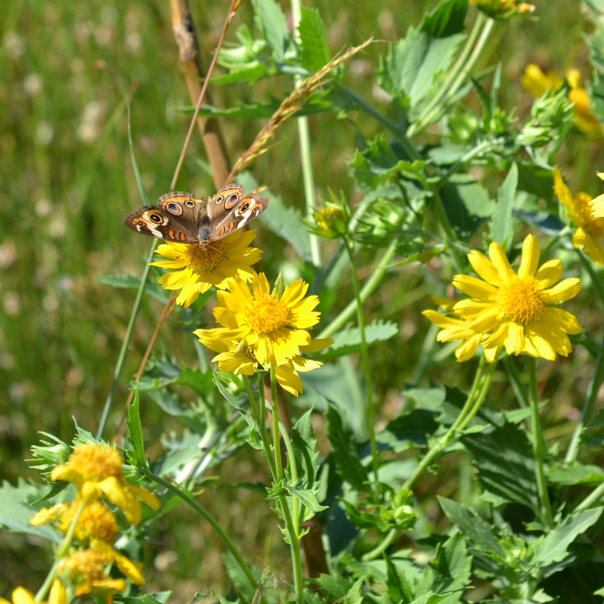Cowpen Daisy Verbesina encelioides