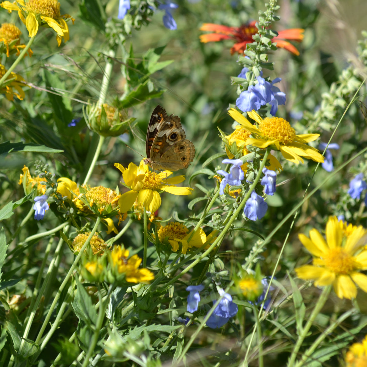 Cowpen Daisy Verbesina encelioides