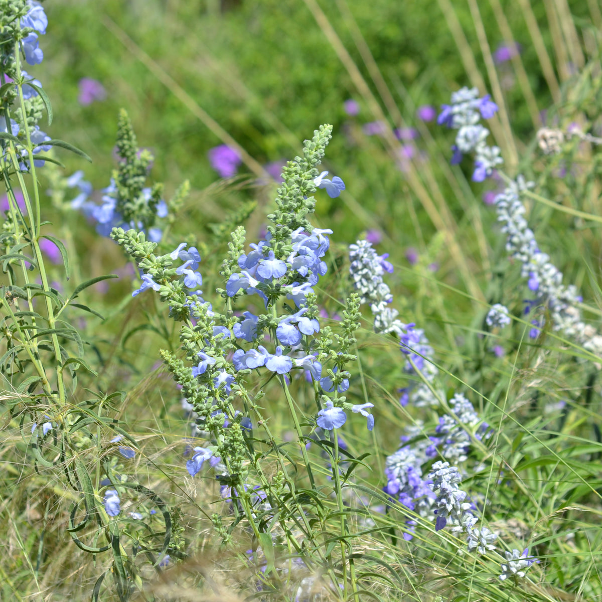 Salvia azurea (Azure Blue Sage)