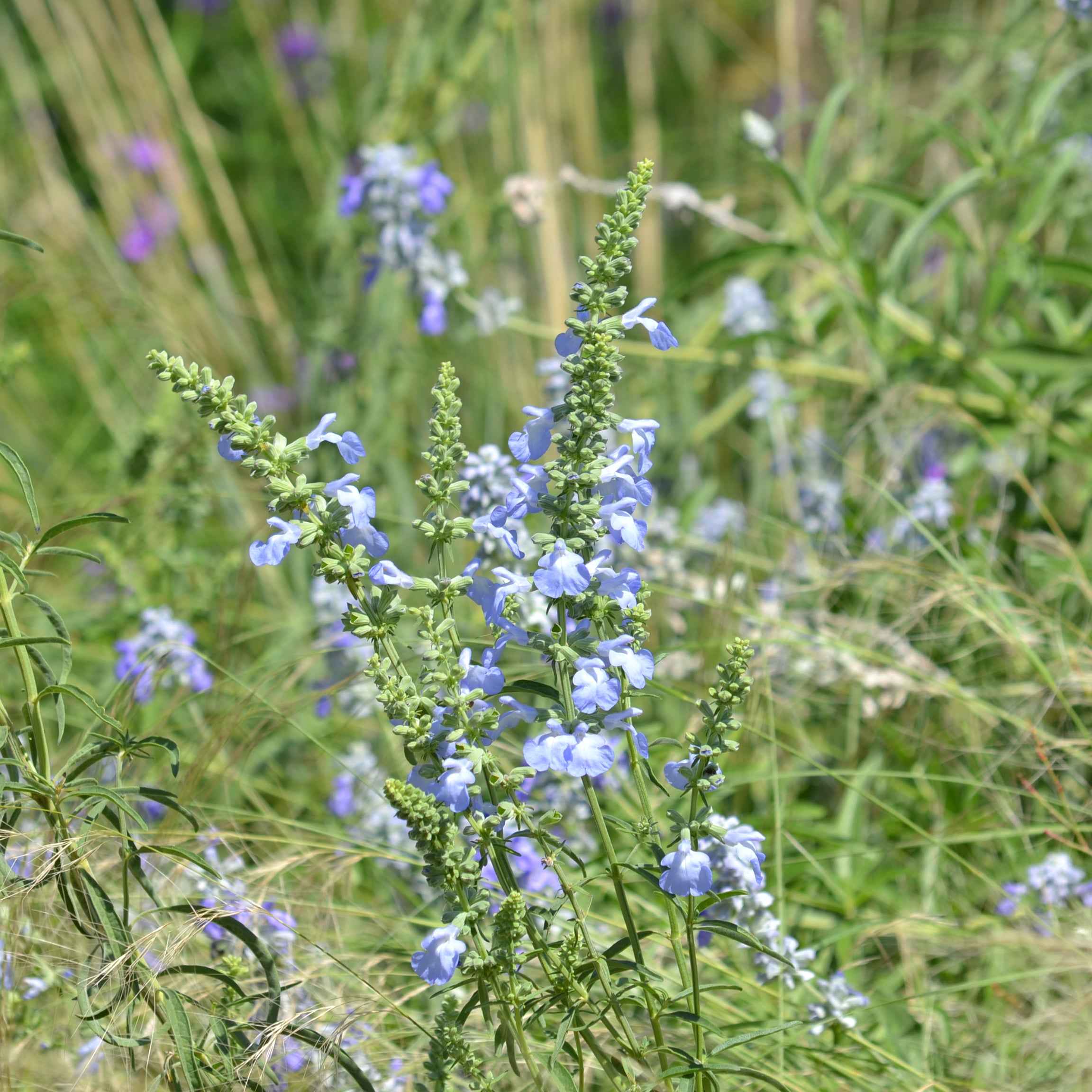 Salvia azurea (Azure Blue Sage)