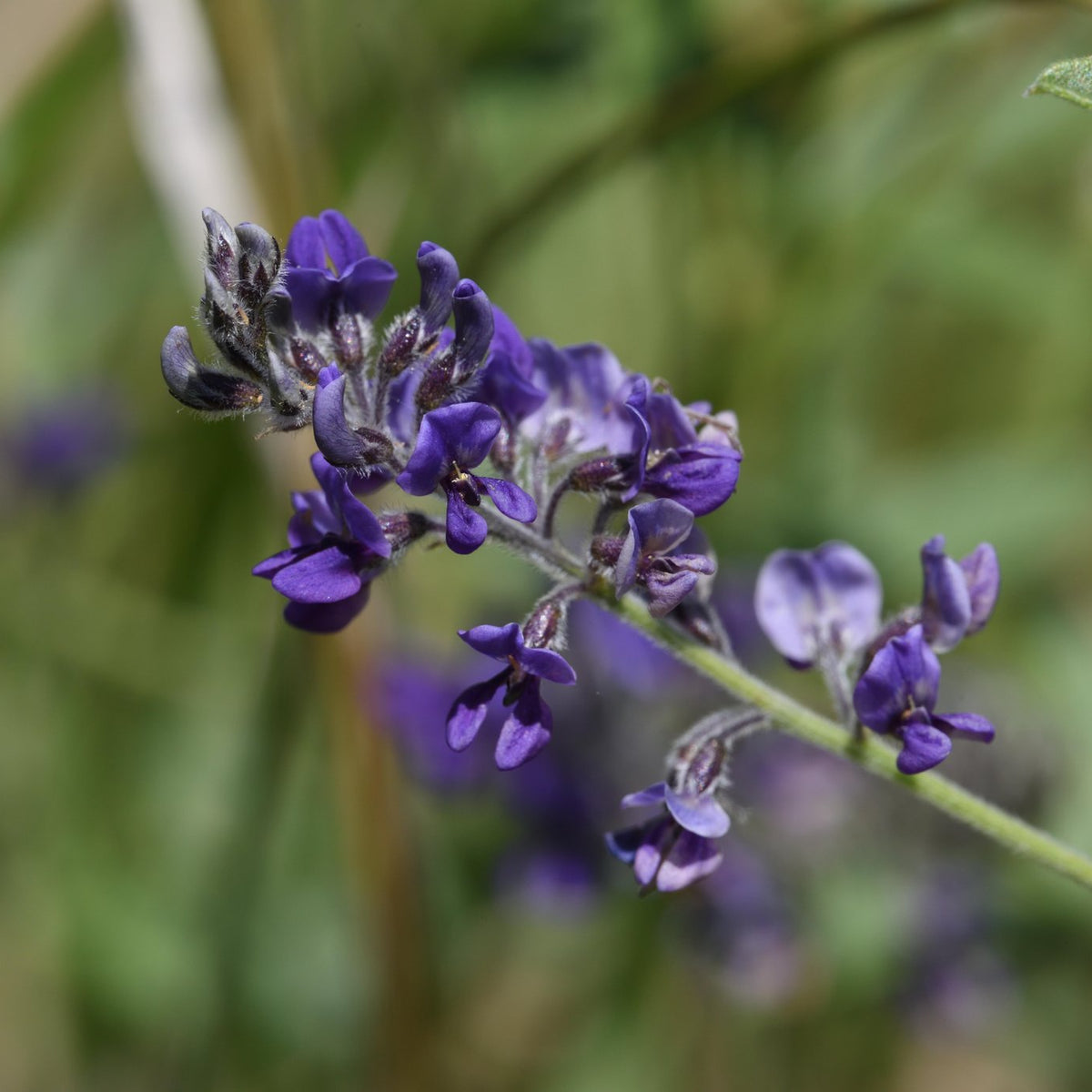 Pediomelum tenuiflorum (Scurfy Pea)