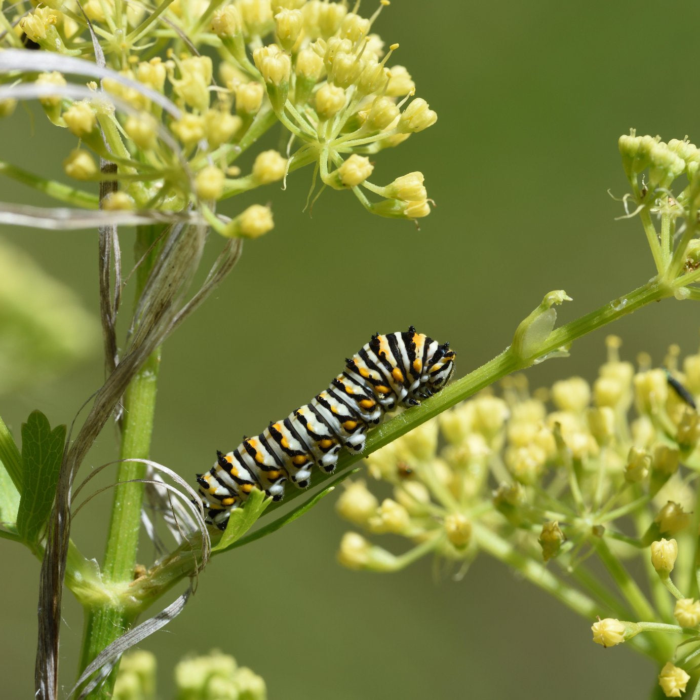 Polytaenia texana (Texas Prairie Parsley)
