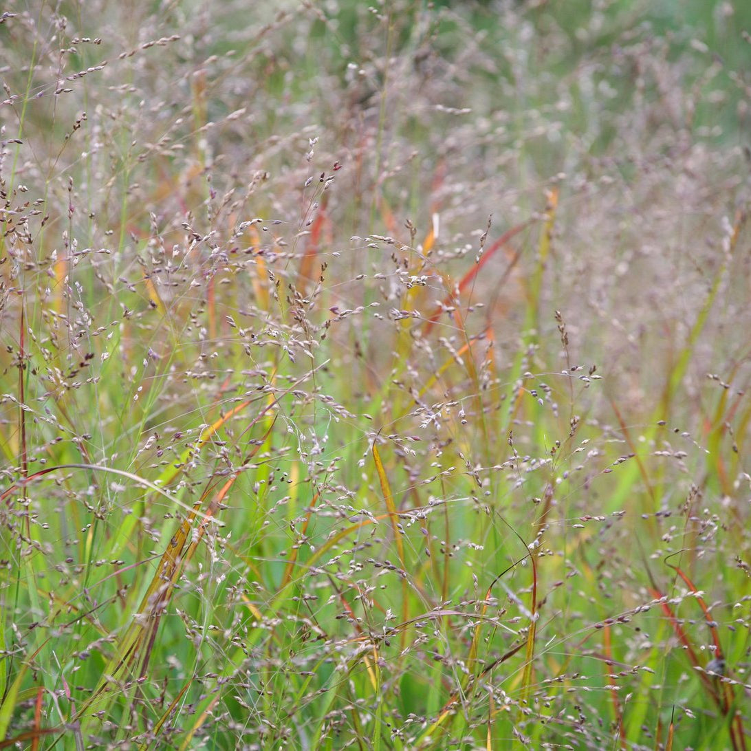 Panicum virgatum (Switchgrass 'Shenandoah')