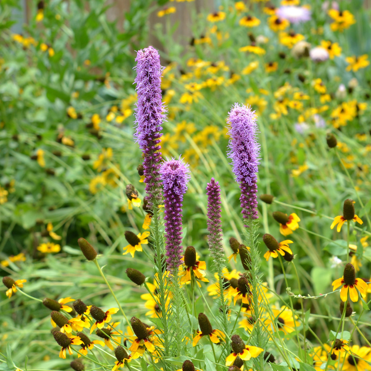 Liatris punctata var. mucronata (Texas Gayfeather)
