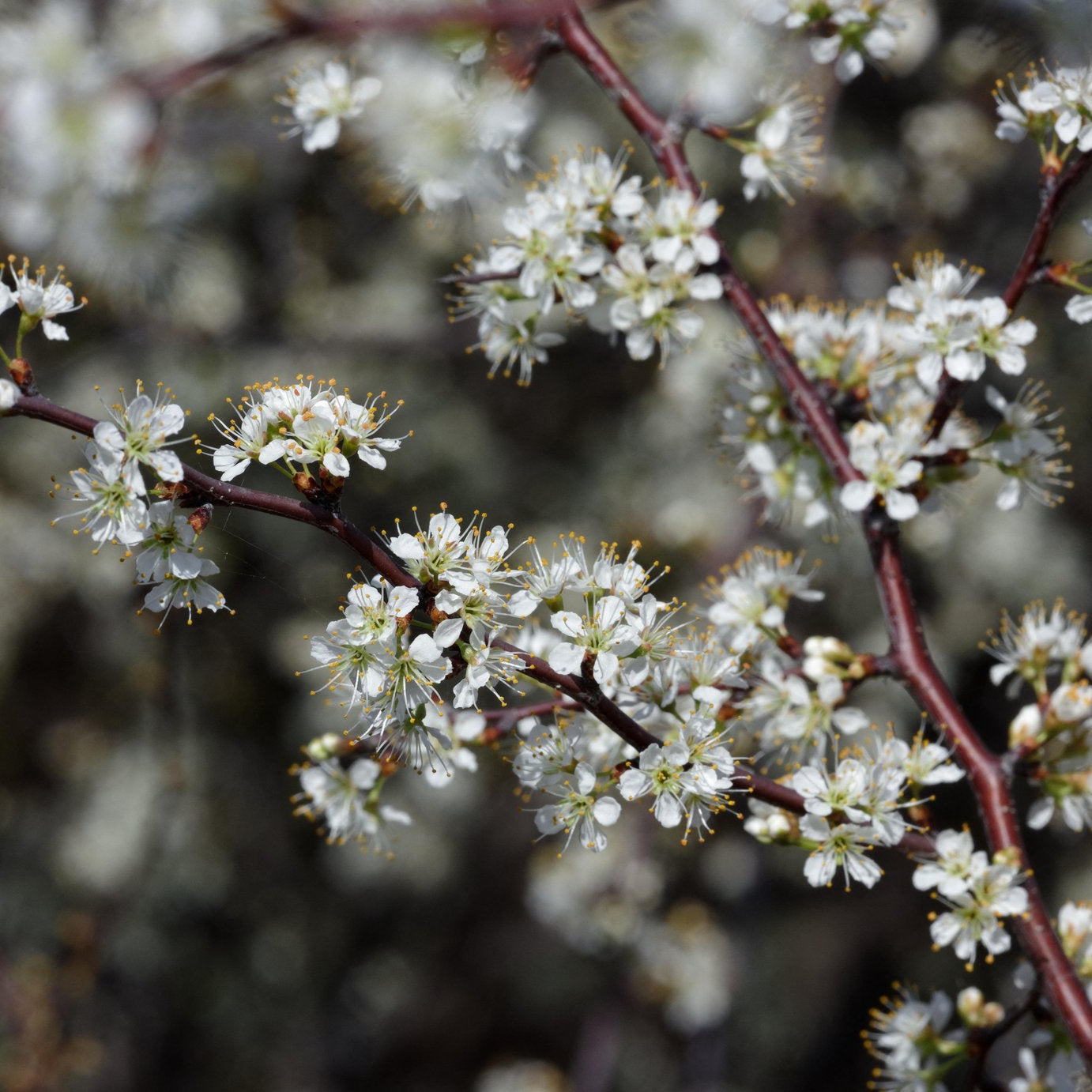 Prunus angustifolia (Chickasaw Plum)