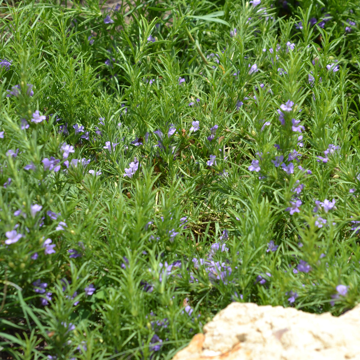 Dyschoriste linearis (Snake Herb)
