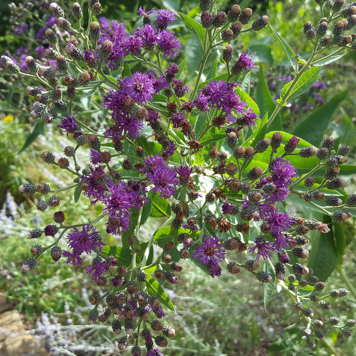 Vernonia baldwinii (Western Ironweed)