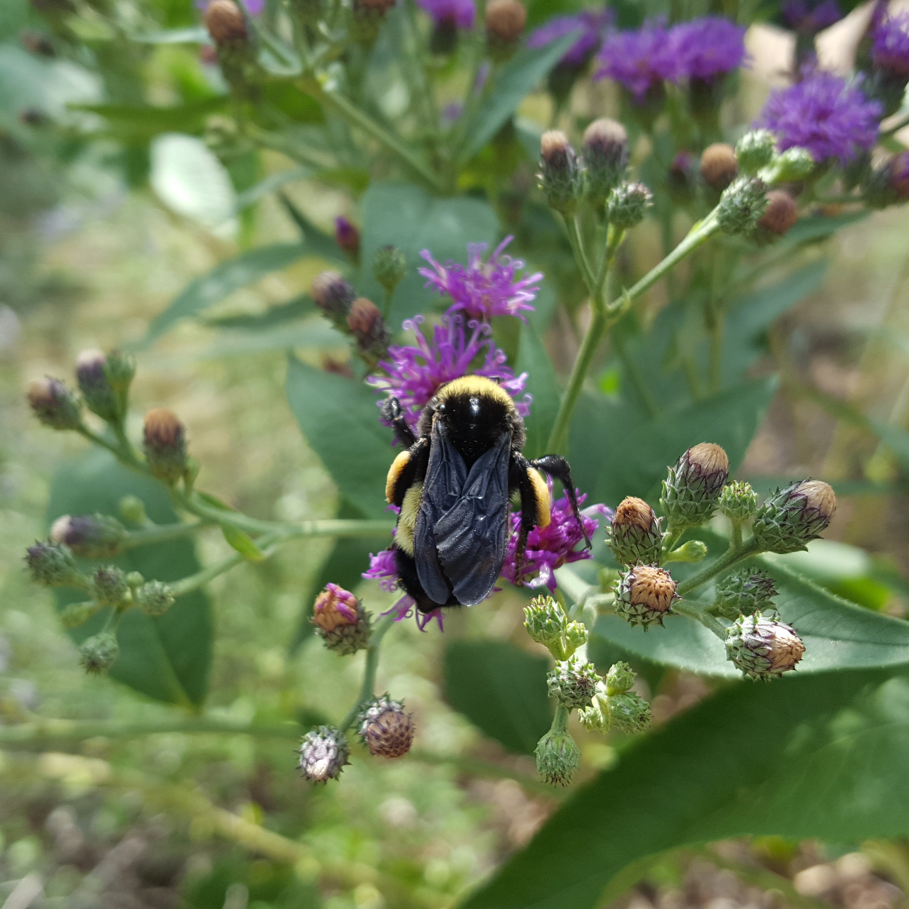 Vernonia baldwinii (Western Ironweed)