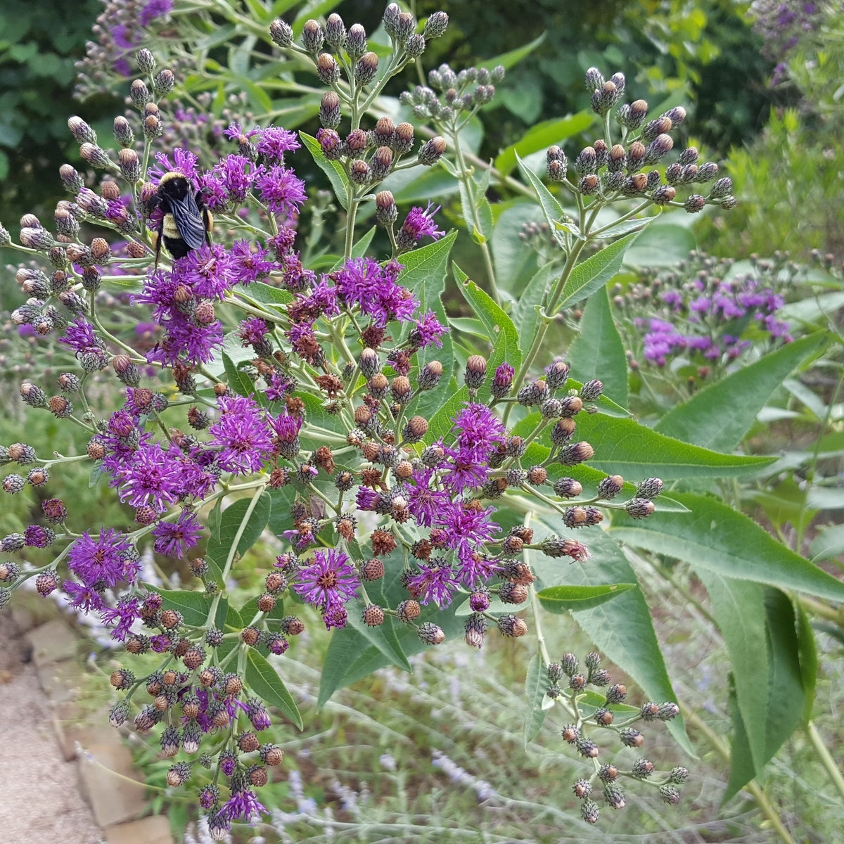 Vernonia baldwinii (Western Ironweed)