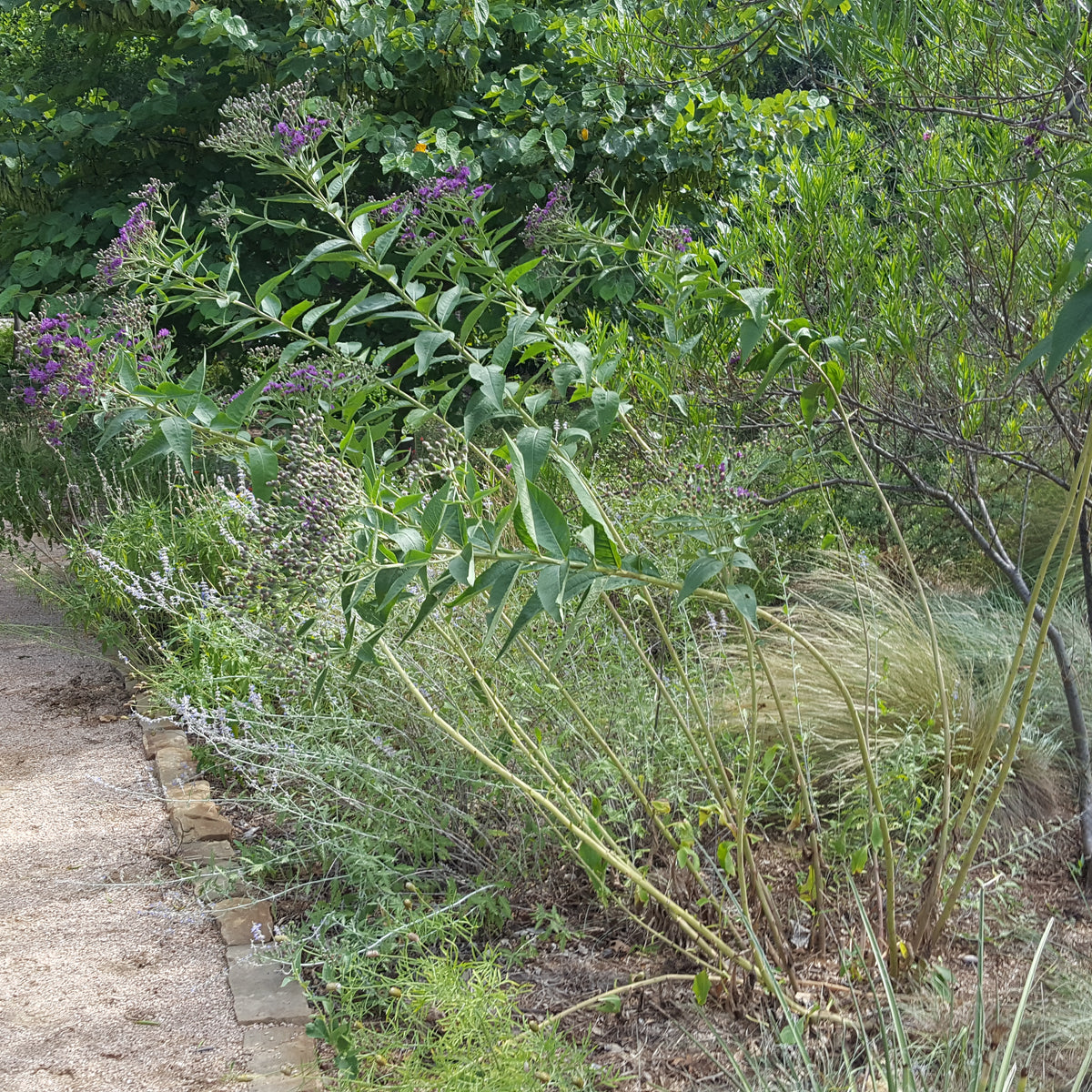 Vernonia baldwinii (Western Ironweed)