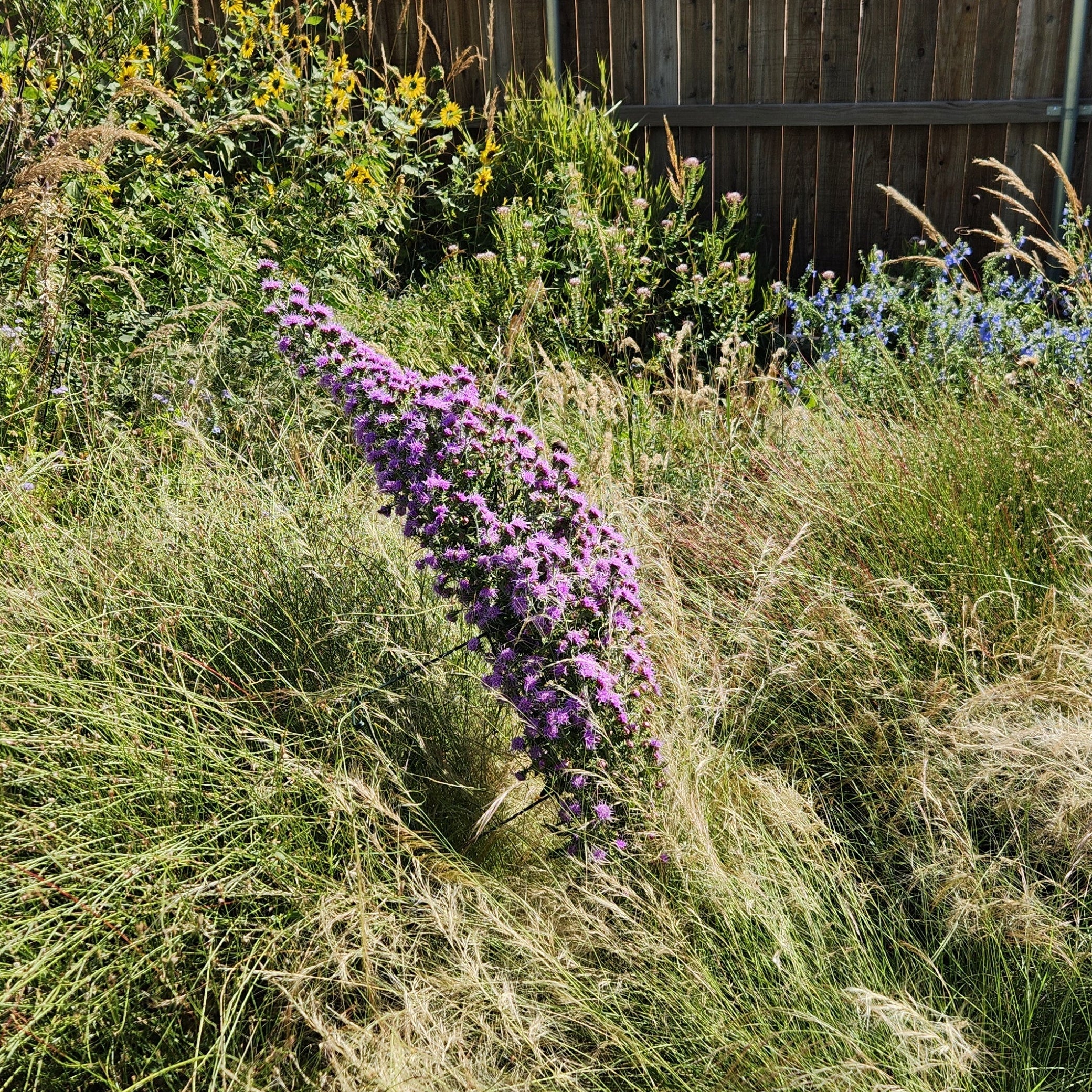 Liatris aspera (Rough Gayfeather)