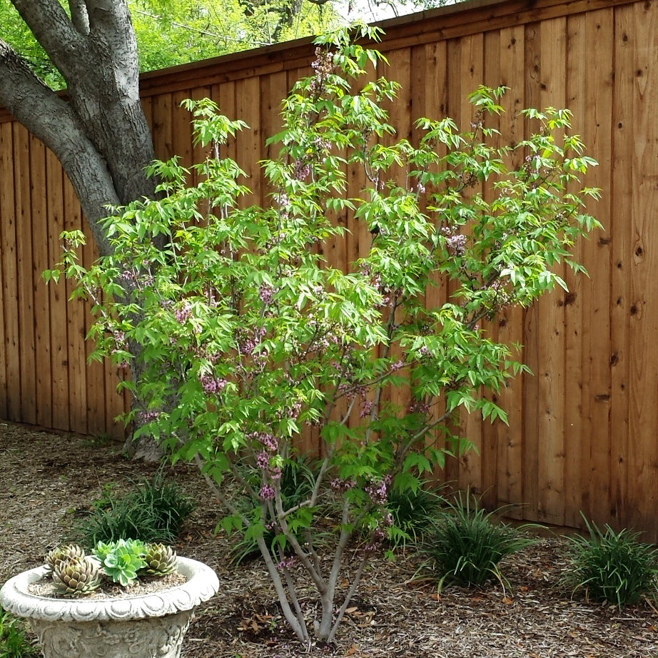 Mexican Buckeye (Ungnadia speciosa)