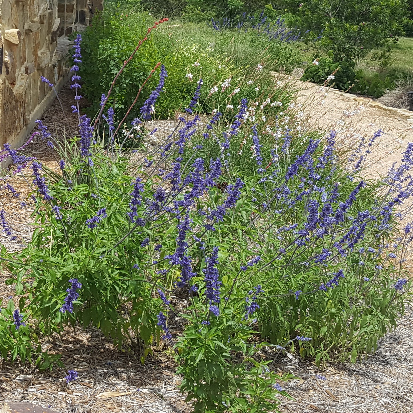 Salvia 'Henry Duelberg' (Salvia farinacea 'Henry Duelberg')