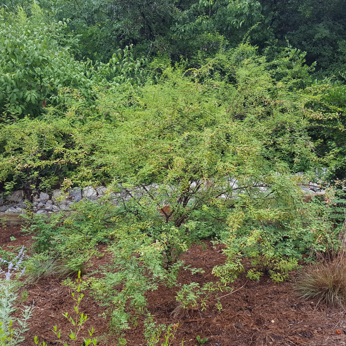 Fragrant mimosa (Mimosa borealis)