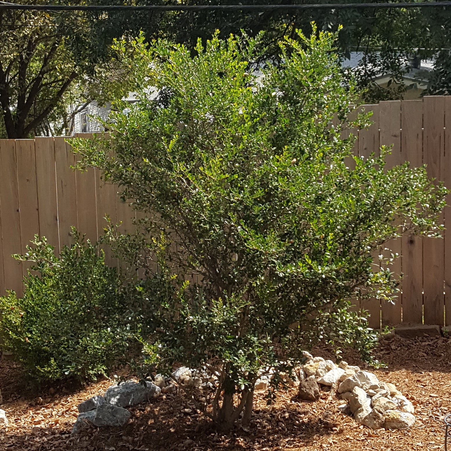 Yaupon holly (Ilex vomitoria)