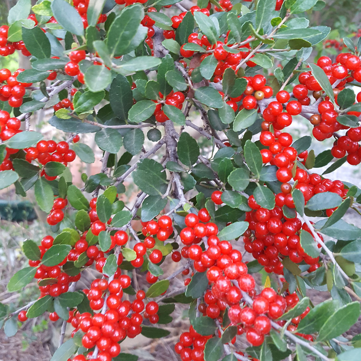 Yaupon holly (Ilex vomitoria)