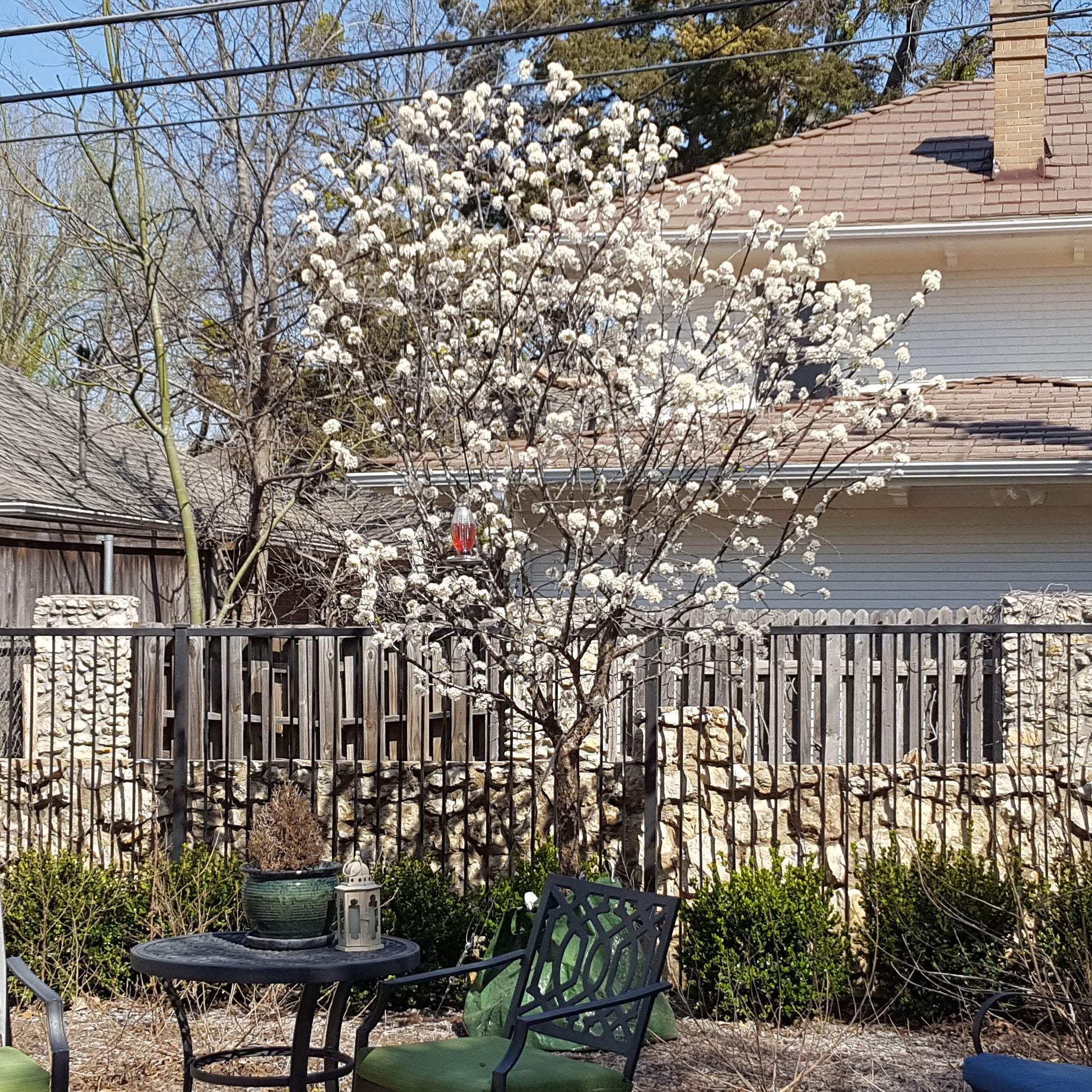 Mexican plum (Prunus mexicana)