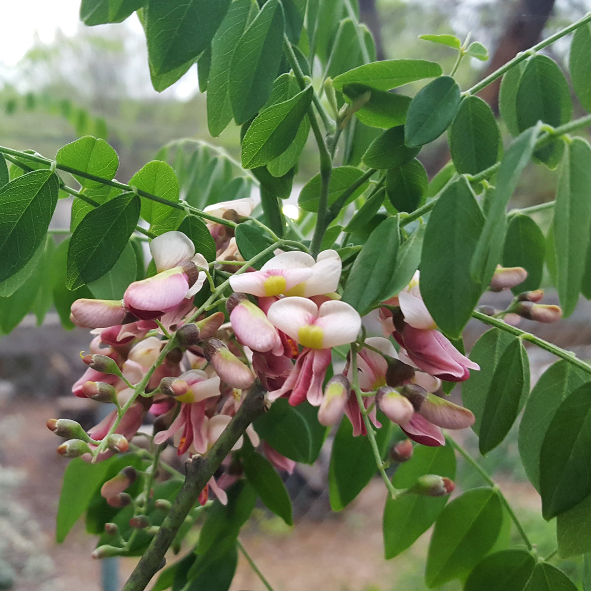 Styphnolobium affine (Eve's Necklace)