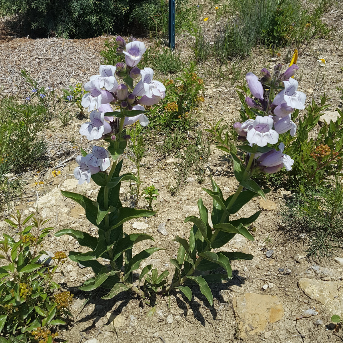 Penstemon cobaea (Prairie Penstemon)