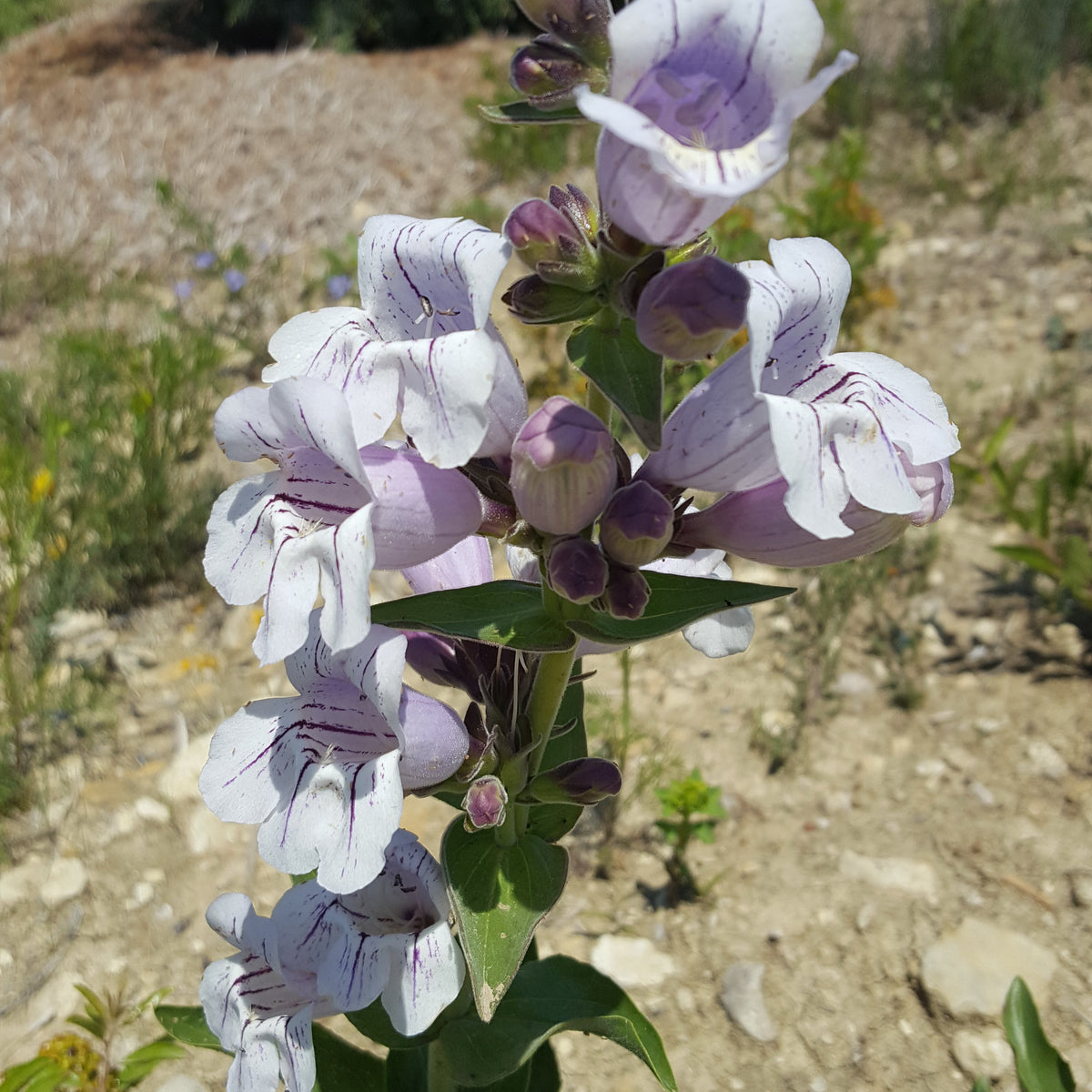 Penstemon cobaea (Prairie Penstemon)