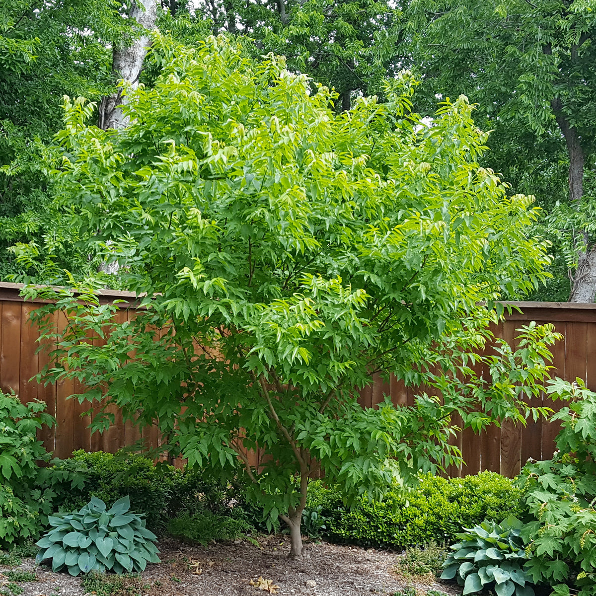Mexican Buckeye (Ungnadia speciosa)